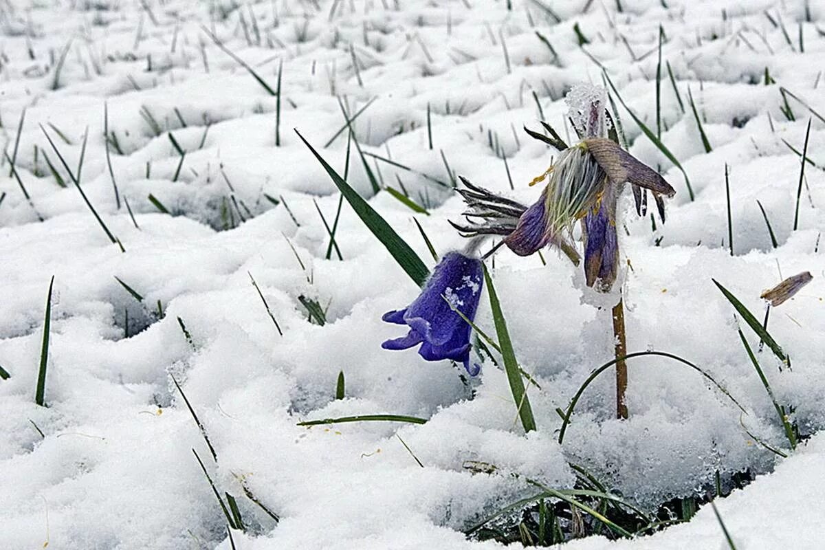 Пришел март наступает весенняя пора но холодная. Подснежники в снегу. Цветы из под снега.