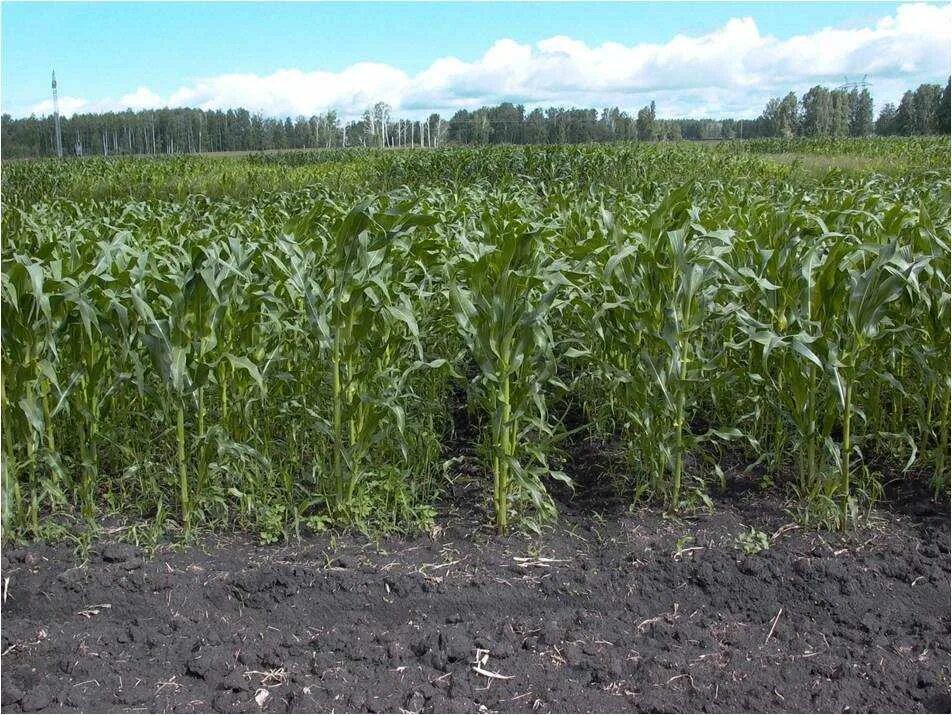 Возделывание кукурузы на силос. Возделывание кукурузы на зерно. Технология возделывания кукурузы. Скашивание кукурузы на силос.