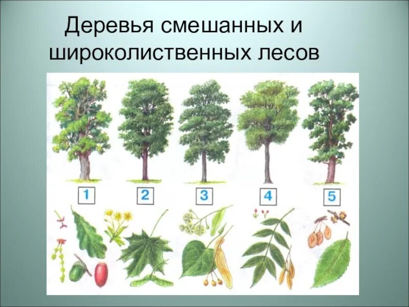 Какие деревья произрастают в широколиственных лесах. Широколиственный лес растения. Широколиственный лес представители. Липа широколиственный лес. Широколиственные деревья России.