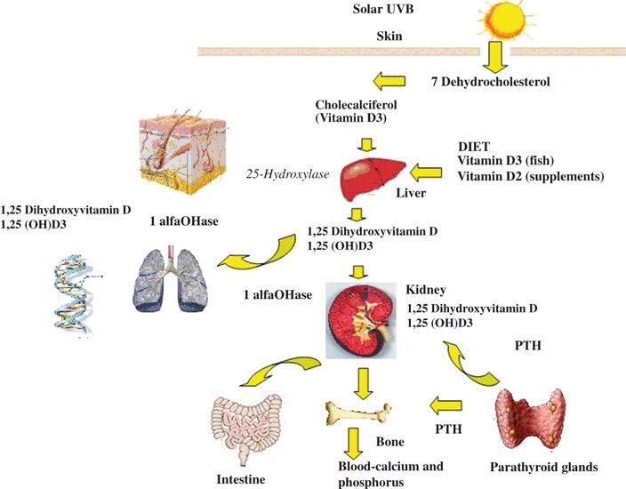 Где происходит синтез витаминов. Метаболизм витамина д3. Схема метаболизма витамина д. Метаболизм витамина д и кальция. Метаболизм витамина d3.