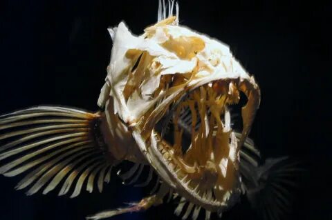 Scary fish