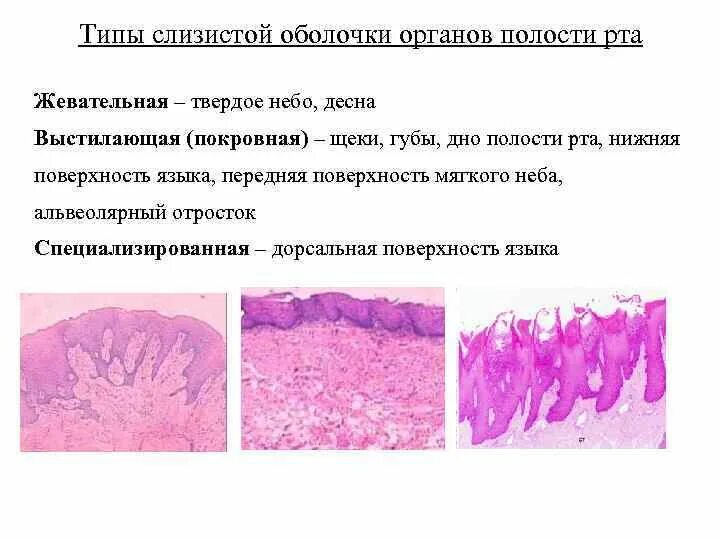 Свойства слизистых оболочек. Типы слизистой оболочки гистология. Гистологическое строение слизистой оболочки ротовой полости. Строение эпителия слизистой оболочки. Специализированный Тип слизистой оболочки.