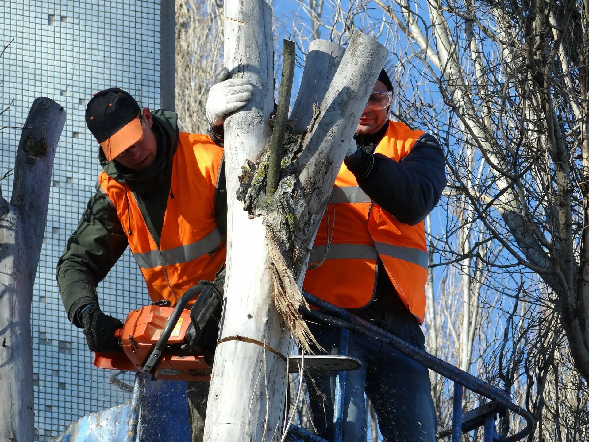 Спил деревьев на частной территории. Спиливание деревьев. кронирование деревьев. спил дерева. пилит дерево.