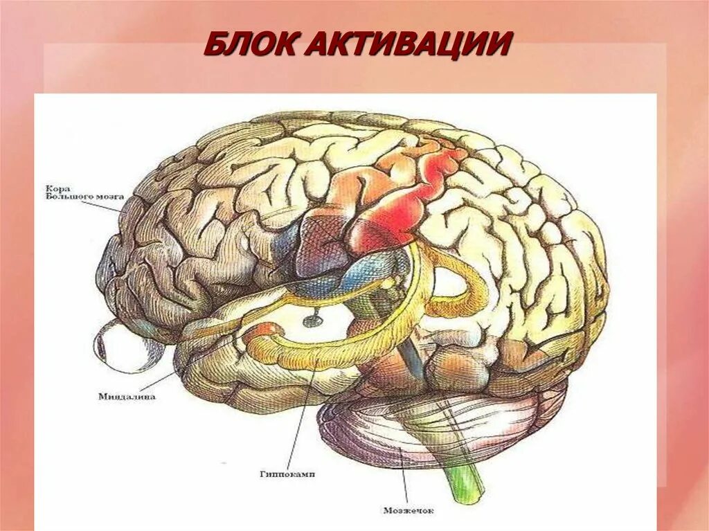 Нарушения блоков мозга. Строение мозга Лурия. Блоки головного мозга нейропсихология. ВПФ мозг. Три блока головного мозга.