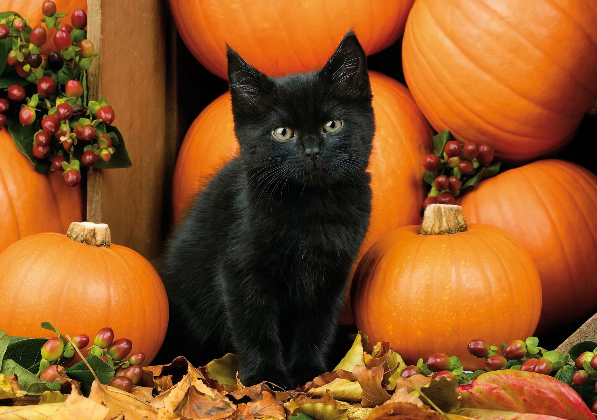 Котенок хэллоуин. Кототыква хэллоуин. осень тыквы. хэллоуин кошка. тыква хэллоуин.