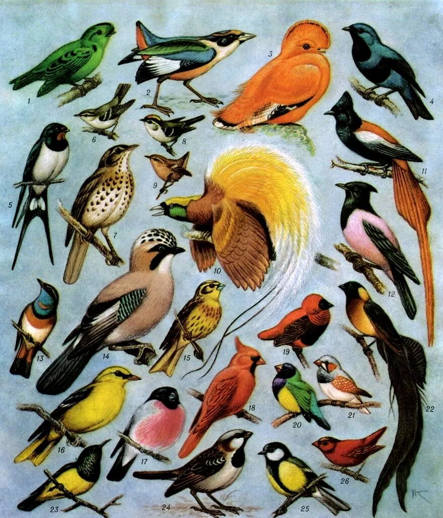 Многообразие птиц. Биоразнообразие птиц. Экзотические птицы коллаж. Разнообразие птиц виды. Разновидности птиц названия