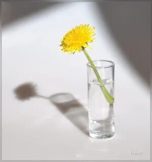 Одуванчик вода