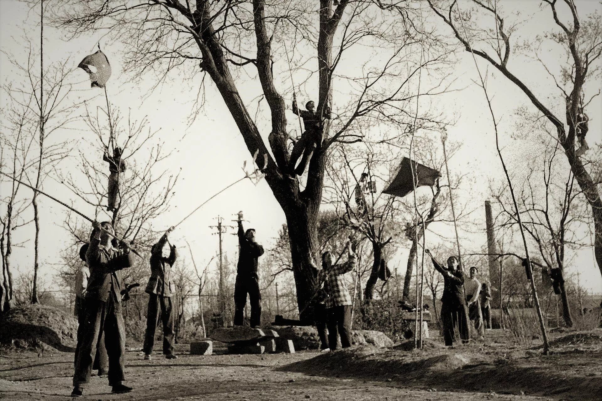 Природа голода. Китай истребление Воробьев 1958. Уничтожение воробьёв в Китае 1958. Истребление Воробьев в Китае.