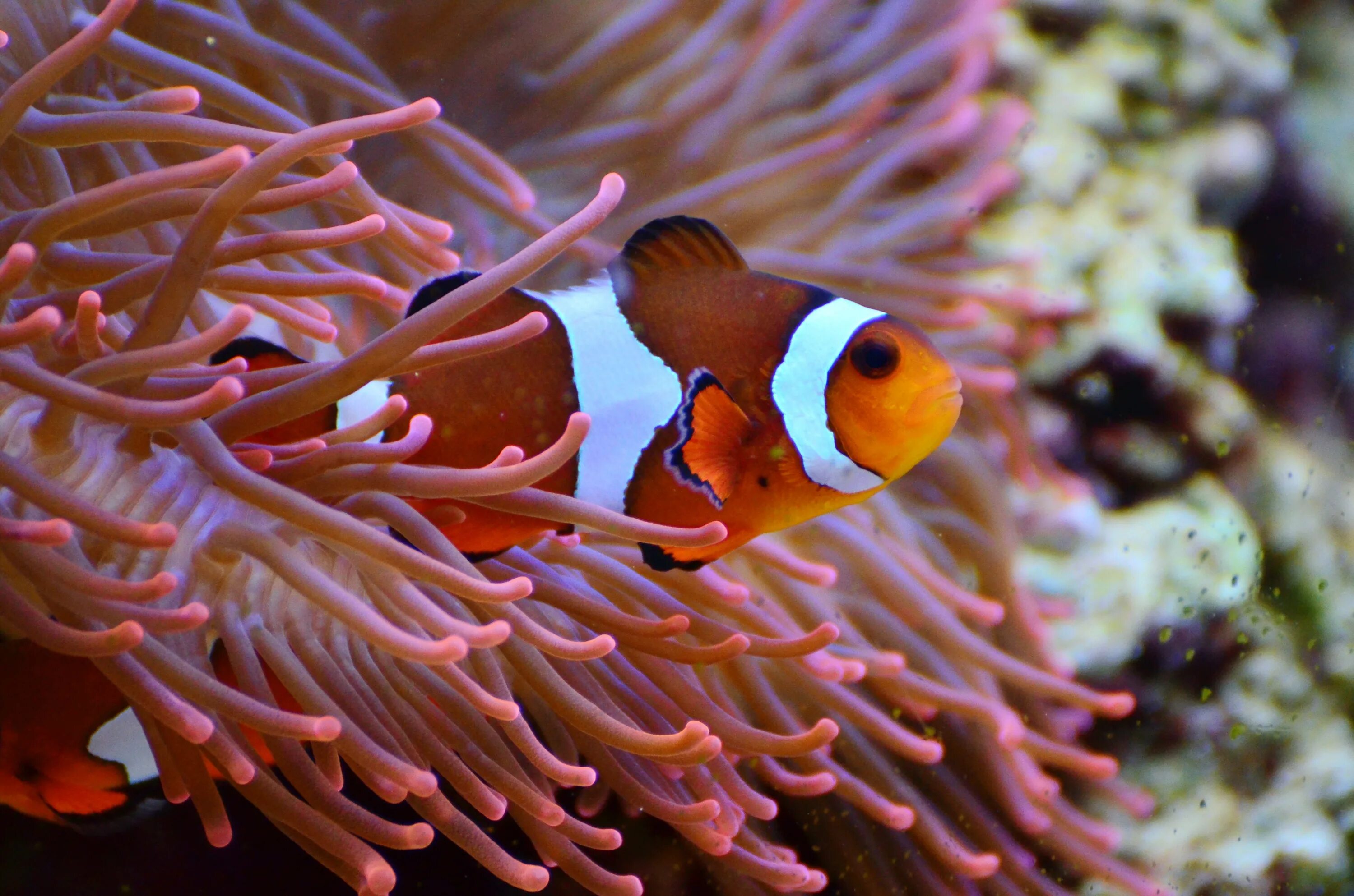 Животные кораллового рифа. Пестроносый амфиприон. Рыба клоун и актиния симбиоз. Рыбка клоун в актинии. Рыба клоун и морские анемоны.