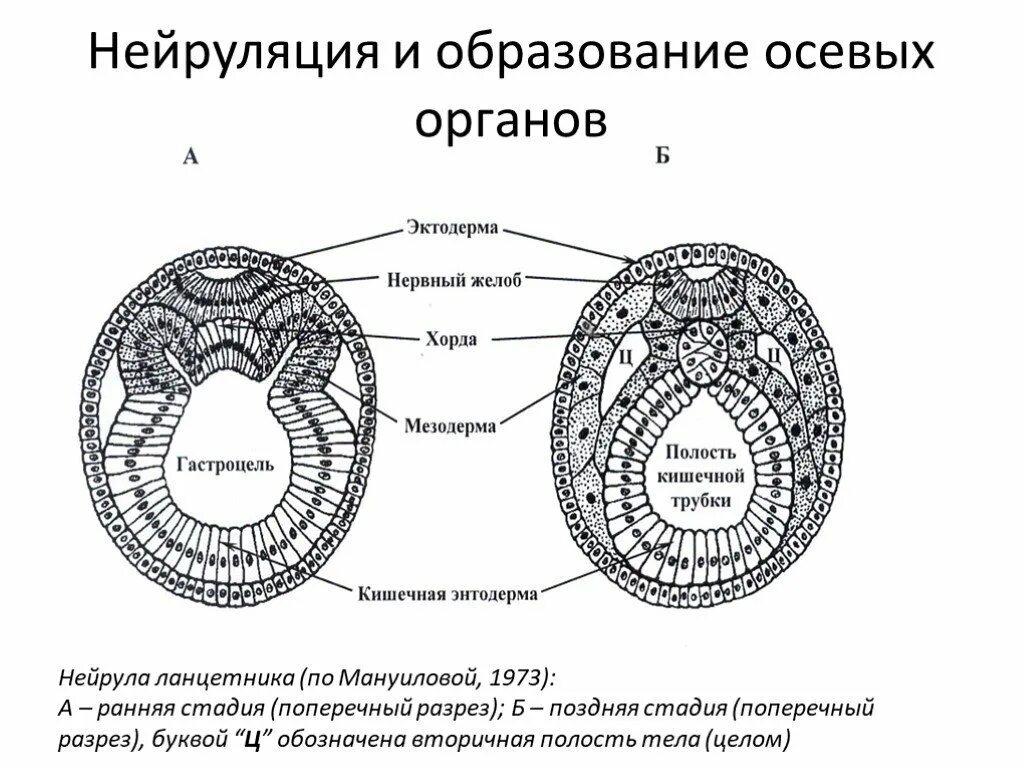 Нейрула строение рисунок. Стадия нейрулы нервная трубка. Нейрула стадия стадия. Онтогенез нейрула. Нейрула зародышевые листки.
