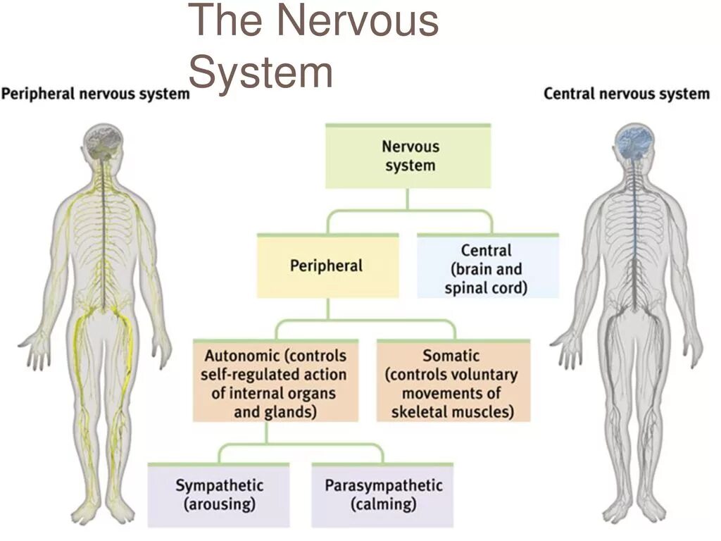 Строение нервной системы на английском. Аппарат the spinal nervous system. Нервная система языка. Схема нервной системы на английском. Системы человека на английском языке.
