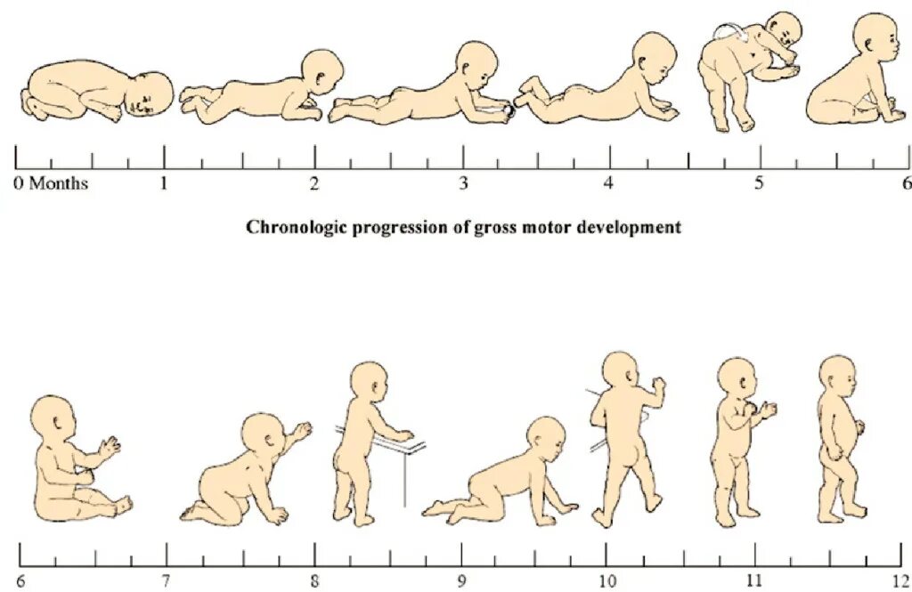 В каком возрасте сидят. Стадии развития ребенка по месяцам. Схема развития ребенка по месяцам. Таблица развития новорожденного по месяцам. Этапы развития младенца по месяцам.