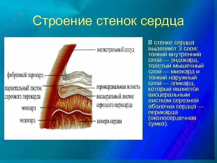 Фиброзная оболочка строение и функции. Строение стенки сердца. Строение оболочки эндокард. Строение стенки сердца перикард.