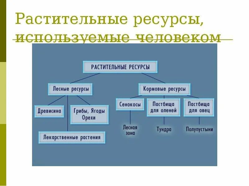 Какой компонент больше других используется человеком. Растительные ресурсы. Растительные ресурсы классификация. Презентация растительные ресурсы. Растительные ресурсы таблица.