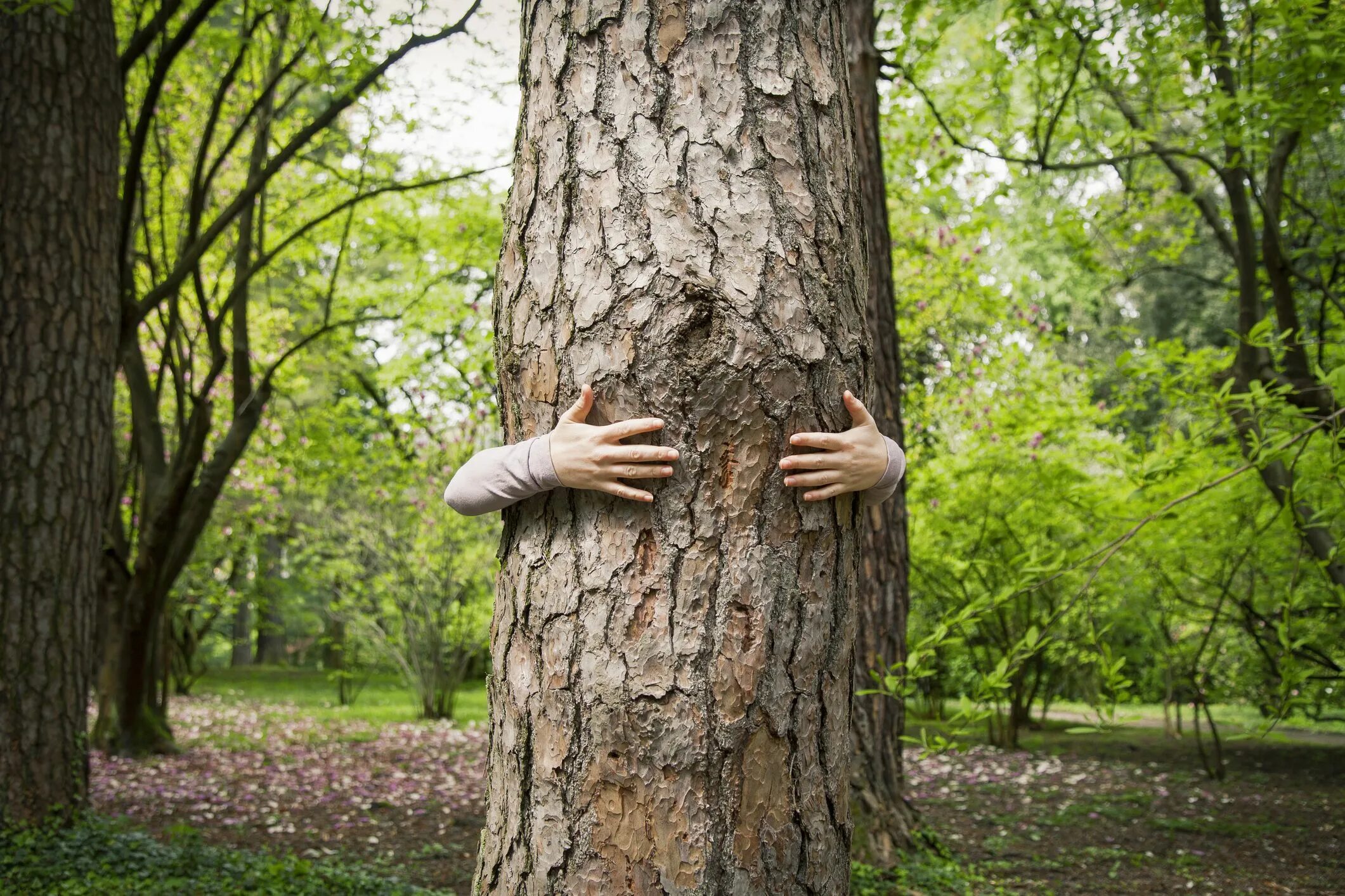 Go look in the trees
