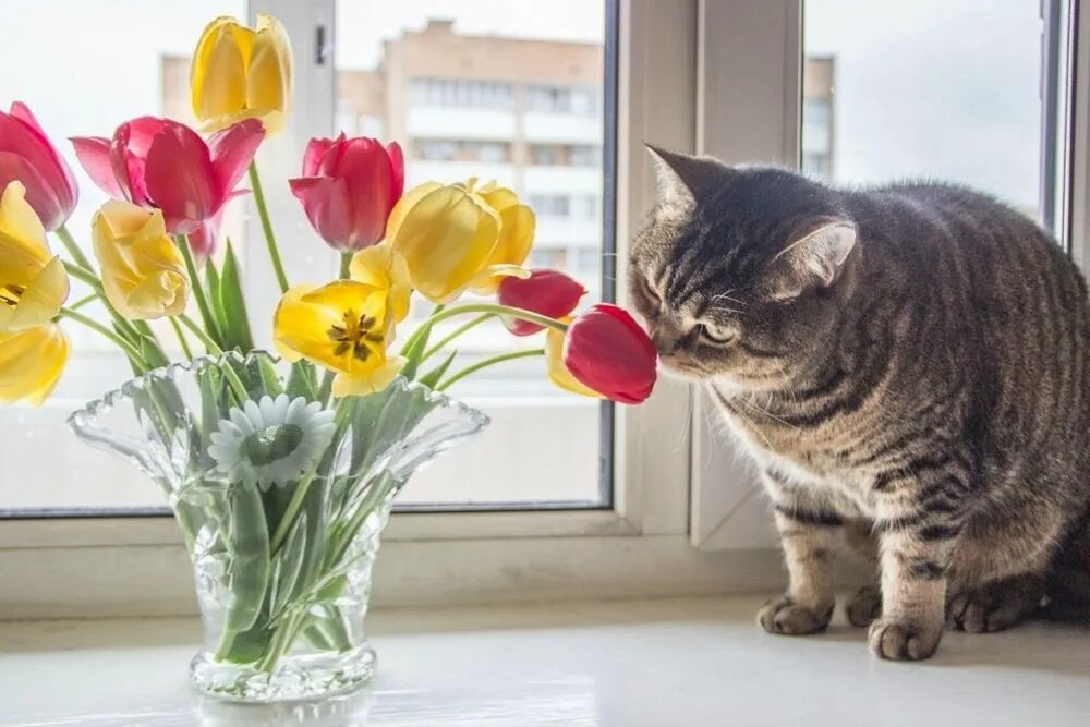 Кошка с тюльпанами. Котенок с тюльпанами. Весенний кот. Котик с тюльпанами