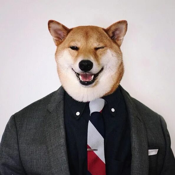#cool #dog in #leatherjacket http://www.ortuleather.com/ Funny dogs, Dog poop ba