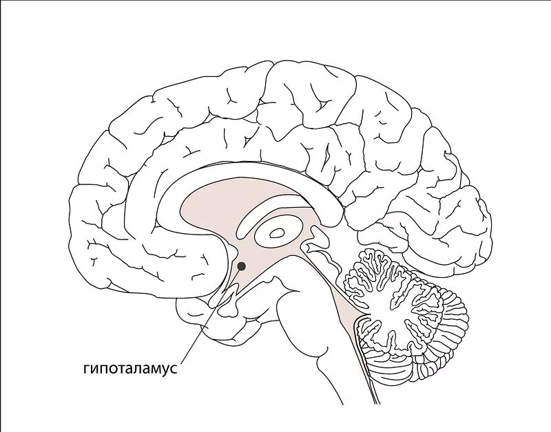 Гипофиз в голове. Таламус гипоталамус гипофиз. Гипоталамус на схеме мозга. Гипоталамус гипофиз миндалевидное тело. Атлас мозга гипоталамус.