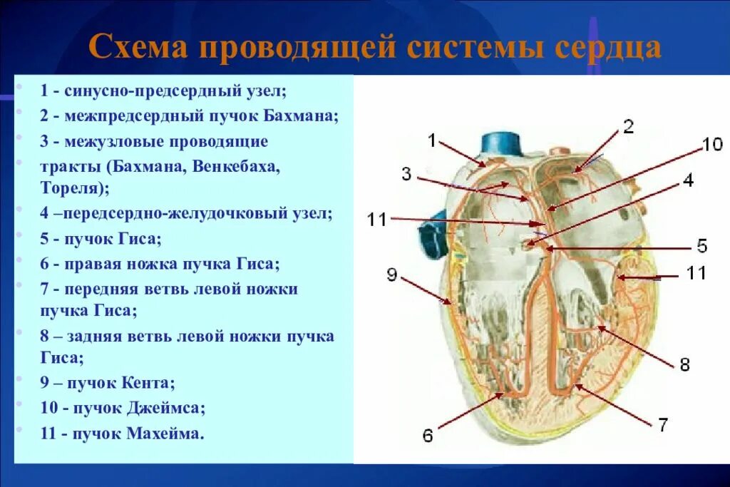 Тракты сердца. Пучки бахмана венкебаха и тореля. синусно -предсердный узел (синусный узел, узел киса-флека). проводящая система сердца пучок бахмана. синусно предсердный узел сердца.