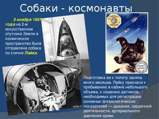 Фотографию собаки которая первой летала в космос Собаки в космосе проект