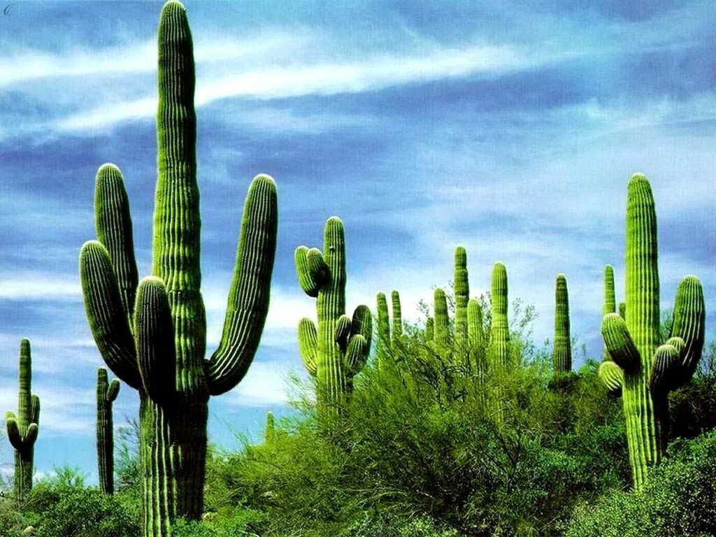 Mexican cactus. Кактус цереус мексиканский. Мексика кактусы Сагуаро. Кактус Сагуаро Северной Америки. Сагуаро, цереус гигантский.
