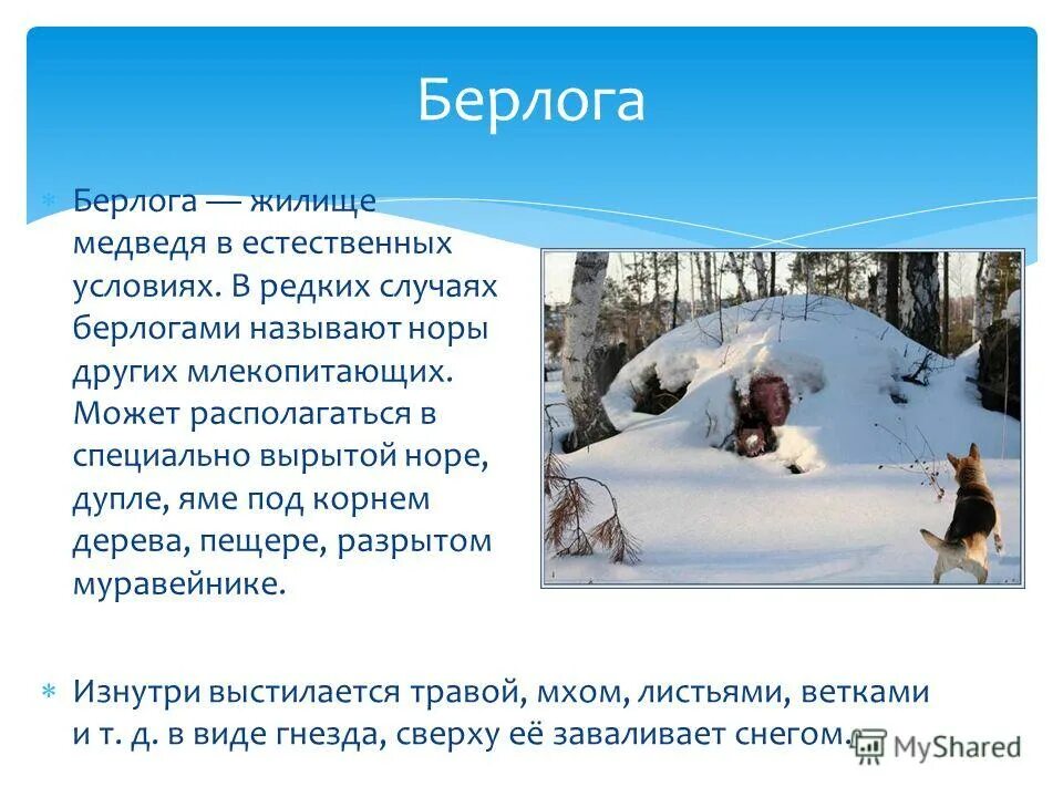 жилища животных. жилища животных презентация. жилища животных презентация. доклад о жилищах животных. где живут дикие животные.