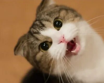 Коты мп 3