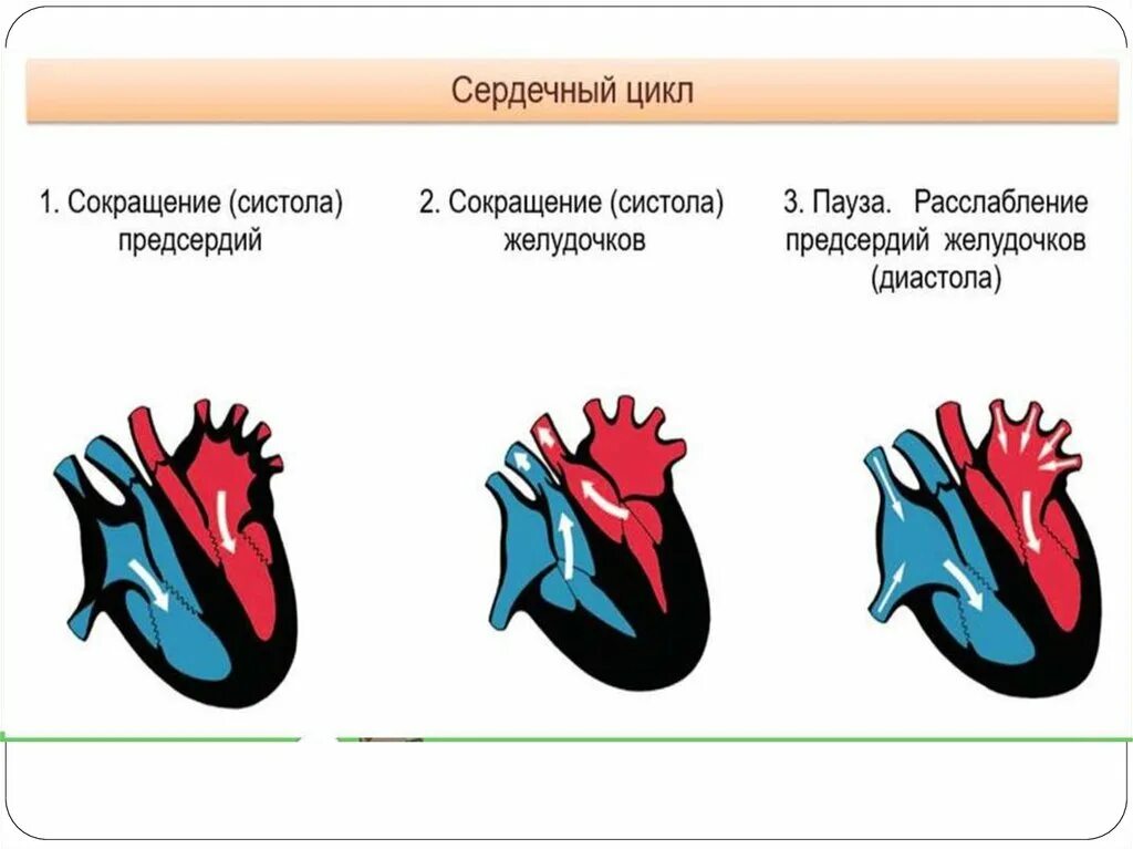 Систолы предсердий сердца. Систола и диастола. Систола предсердий систола желудочков и диастола. Сокращение сердца это систола. Сокращение предсердий в сердечном цикле