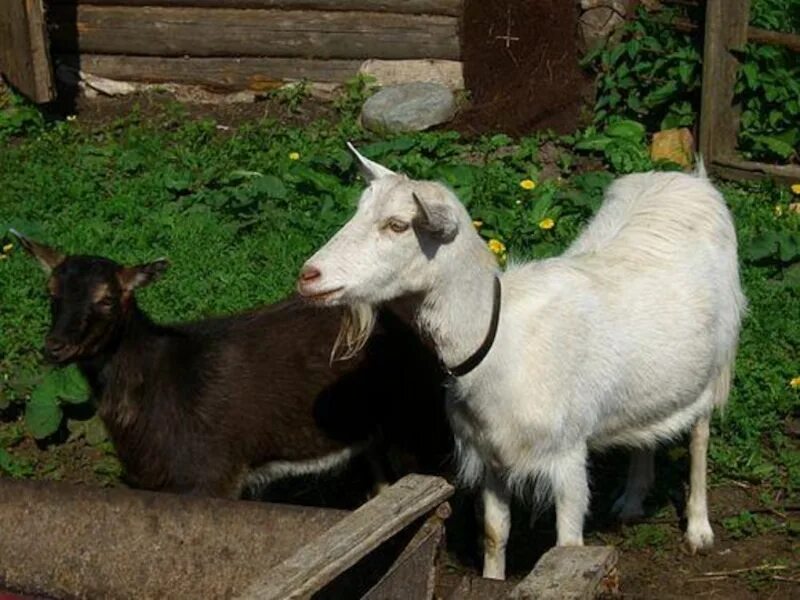 White goat. Козы в марокко пасутся на деревьях. Bilberry goat. Подарок заводчику коз. Коза страны.