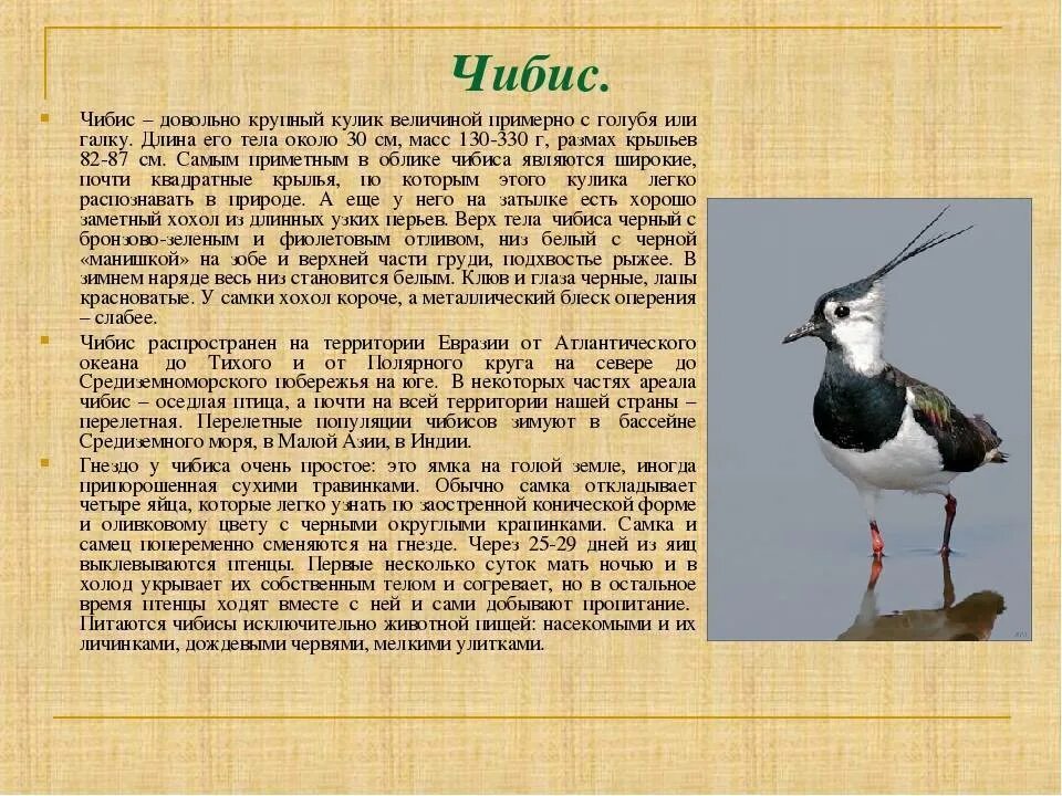 Состояние здоровья чибиса. Чибис в Ленинградской области. Чибис размах крыльев. Чибис описание для детей. Чибис птица описание.