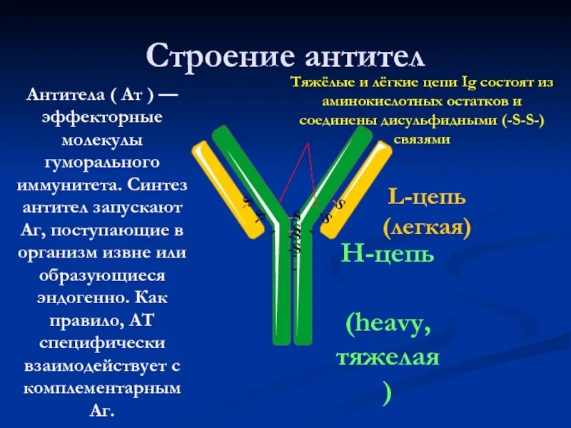 Строение антитела цепи. Строение и Синтез антител. Антитерф. Антритеил. Антитела легкая форма