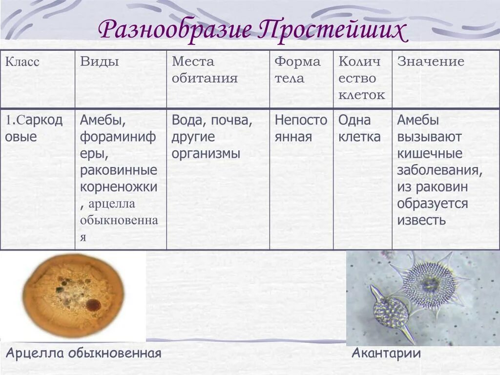 Представители группы простейших. Саркодовые корненожки. Арцелла строение. Многообразие корненожек таблица. Биология таблица о простейших корненожки.