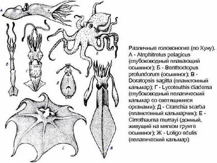 Осьминог схема