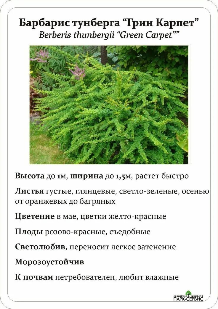 Барбарис грин карпет фото и описание кустарника