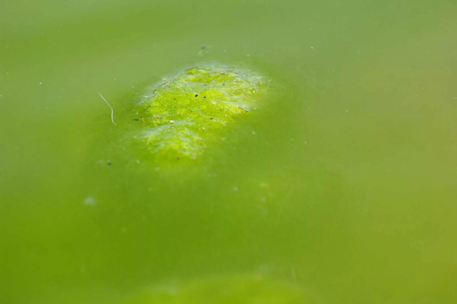 Песня зеленые воды. Зеленая вода. Зеленая жидкость. Цветет вода зеленый цвет. Мутная вода зеленого цвета.