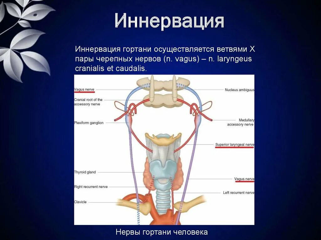 Возвратный нерв гортани анатомия. Кровоснабжение и иннервация гортани. Иннервация гортани схема.