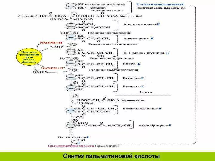 Синтез пальмитиновой кислоты. Синтез жирных кислот биохимия схема. Схема синтеза пальмитиновой кислоты. Синтез пальмитиновой кислоты из малонил КОА. Схема этапов синтеза пальмитиновой кислоты.