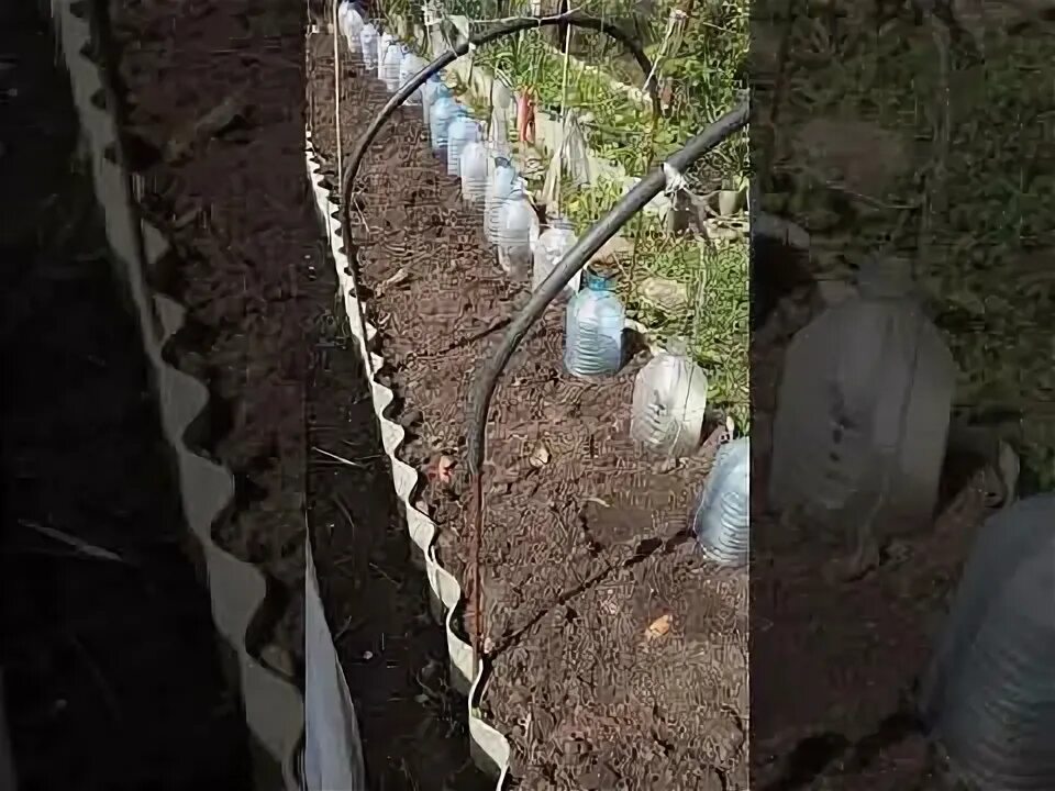 Огурцы под бутылкой. Вырастить огурцы в пластиковых бутылках. огурцы в пятилитровых бутылках. огурцы в пятилитровой пластиковой бутылки. сажаем огурцы в 5 литровых бутылках.
