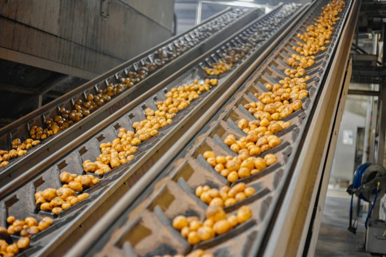 Линия по переработке картофеля. Производства продукции картофеля. Завод лэм уэстон белая дача. Погарская картофельная фабрика брянская область. Сельское хозяйство картошка.