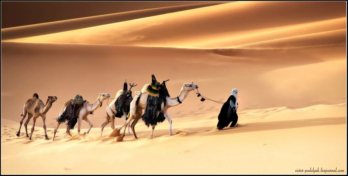 Ответы караван. Караван верблюдов. Караван верблюдов в пустыне. Пустыня пальмы Верблюды. Караванщик верблюдов.