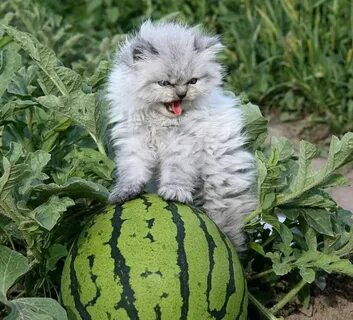 Арбуз на коте