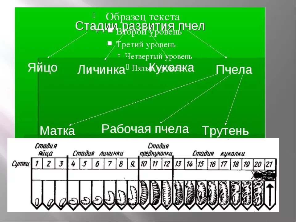 Календарь вывода пчелиных маток. Календарь вывода пчелиных маток. Цикл вывода матки пчел. Пчеловодный календарь вывода маток. Календарь вывода пчелиных маток.