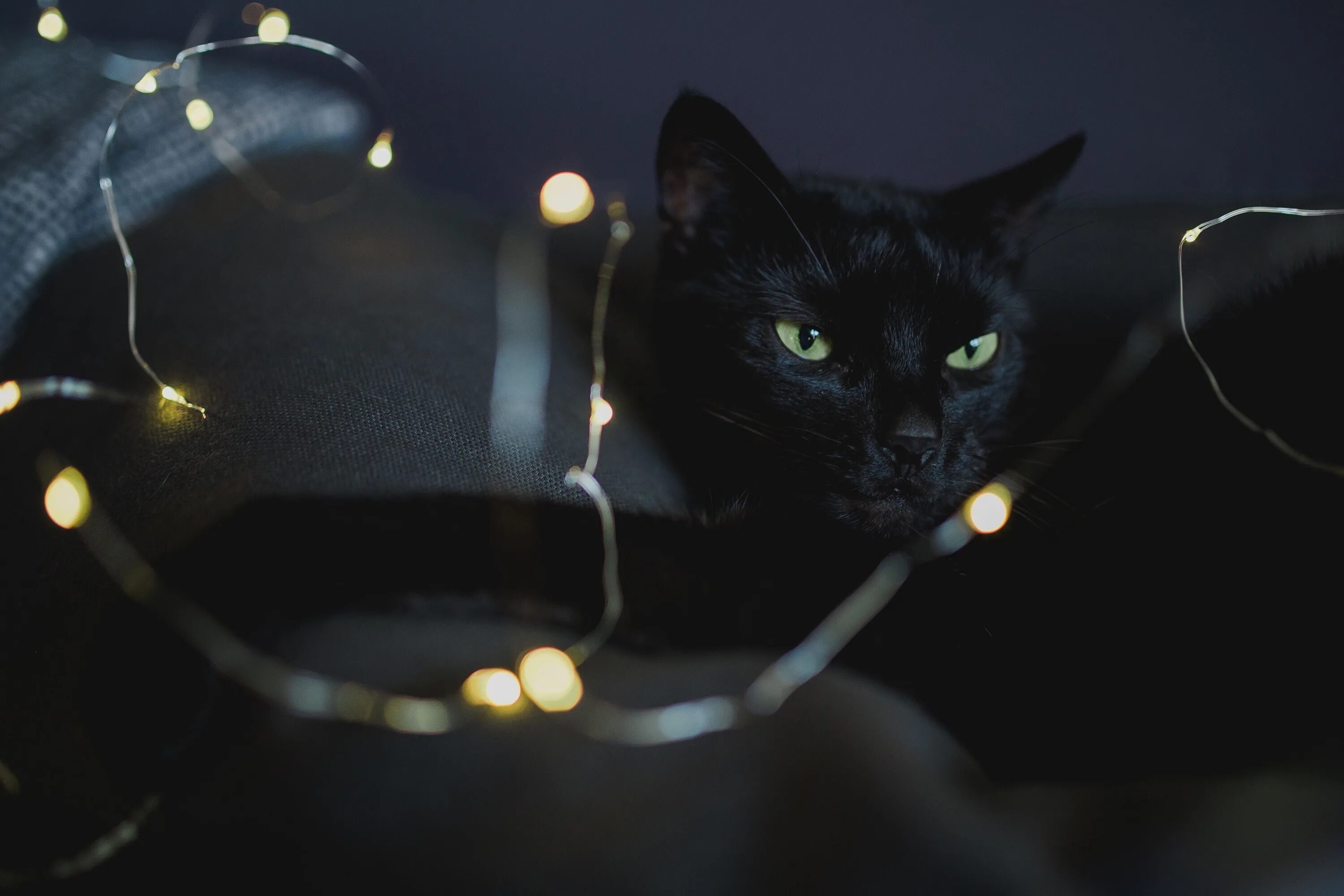 Котенок котэ в темноте