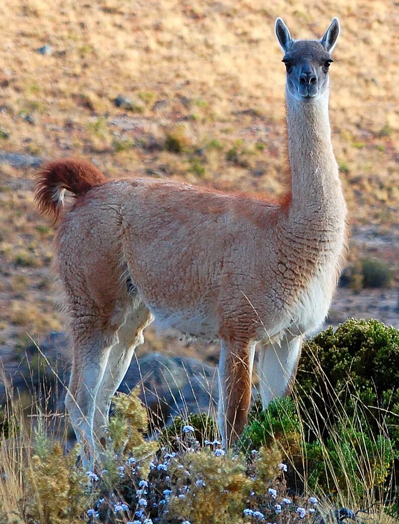 лама где обитает на каком. лама презентация. лама где обитает на каком. лама альпака гуанако. лама где обитает на каком.