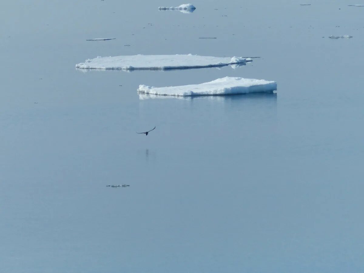 Свободно дрейфуют в воде