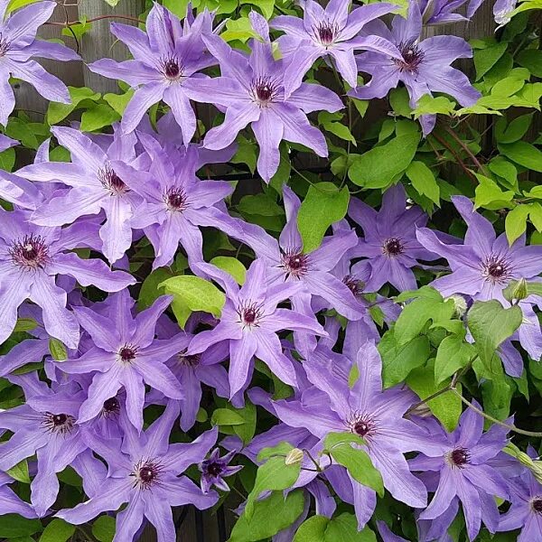 Морозостойкость клематиса