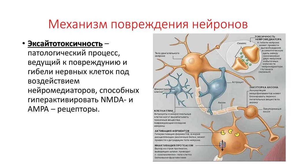 Механизмы повреждения нейронов. Механизмы гибели нейронов. Механизм повреждения нефронов. Механизмы повреждения нервной клетки.