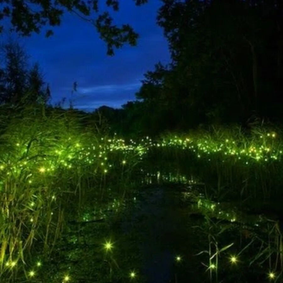 парк светлячков в куала лумпур. сад светлячков, малайзия. отдых светлячки. лампириды светлячки. шапсуга база отдыха светлячок.