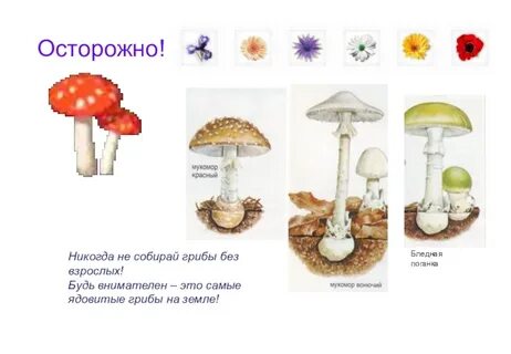 Ядовитые грибы обж 8 класс