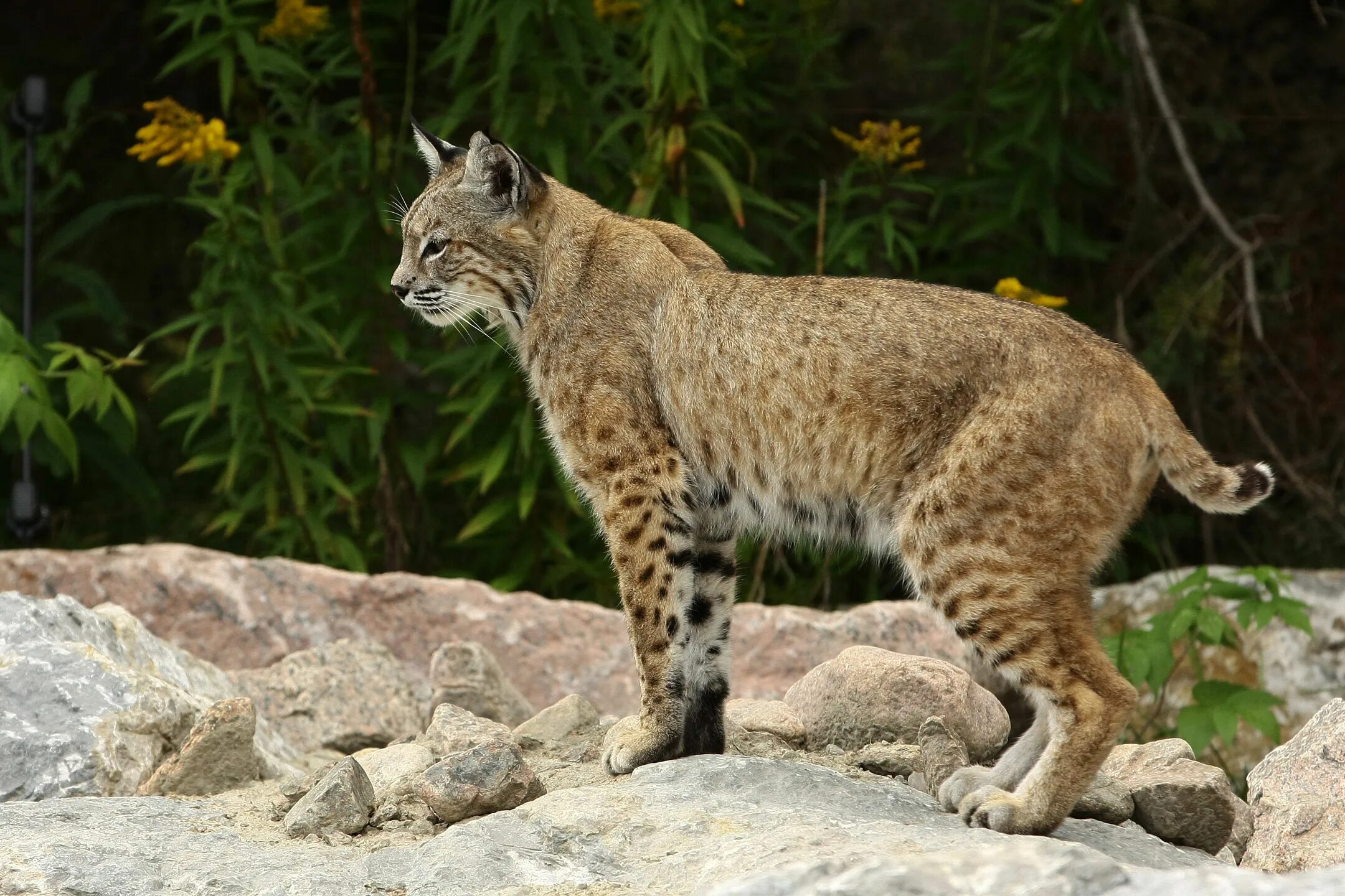 Рыжая Рысь Северной Америки. Рысь Felis Lynx. Бобкэт Рысь. Красная Рысь Бобкэт. Рысь обыкновенная красная